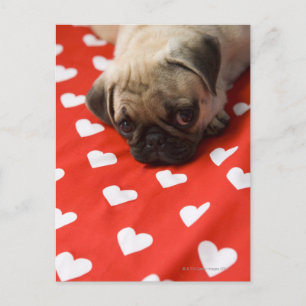 Pug puppy lying on bed, close up postcard