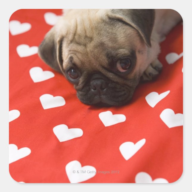 Pug puppy lying on bed, close up square sticker (Front)