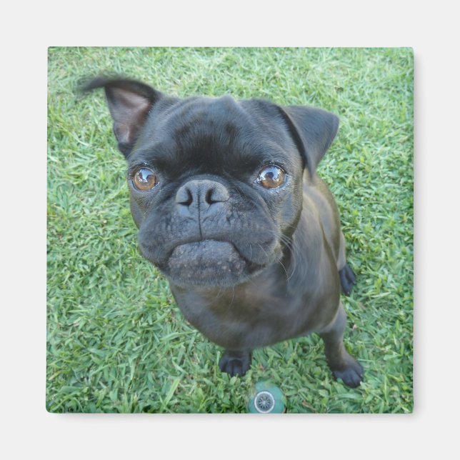 Pug puppy magnet (Front)