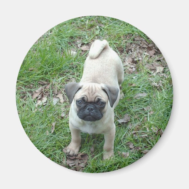 pug puppy magnet (Front)