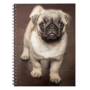 Pug Puppy on Polished Wood Floor Notebook