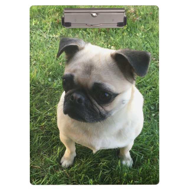 Pug Puppy Photo Clipboard (Front)