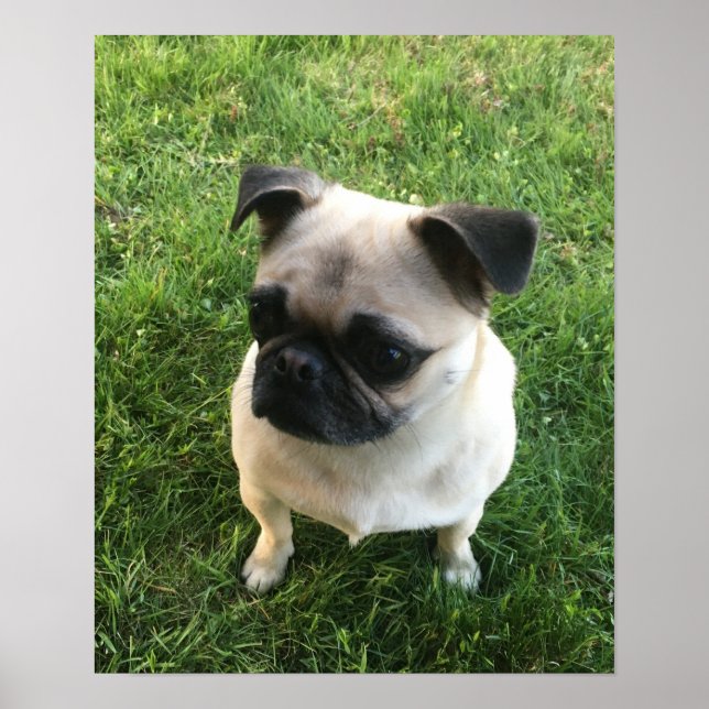 Pug Puppy Photo Poster (Front)