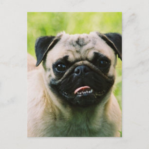 Pug Puppy Postcard