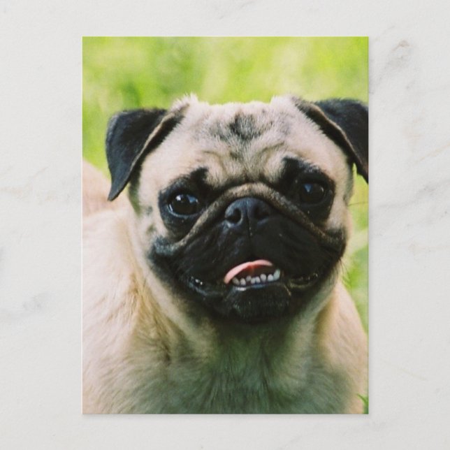 Pug Puppy Postcard (Front)