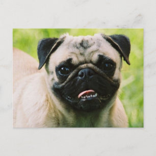 Pug Puppy Postcard