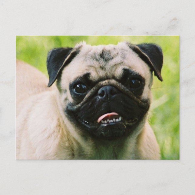 Pug Puppy Postcard (Front)