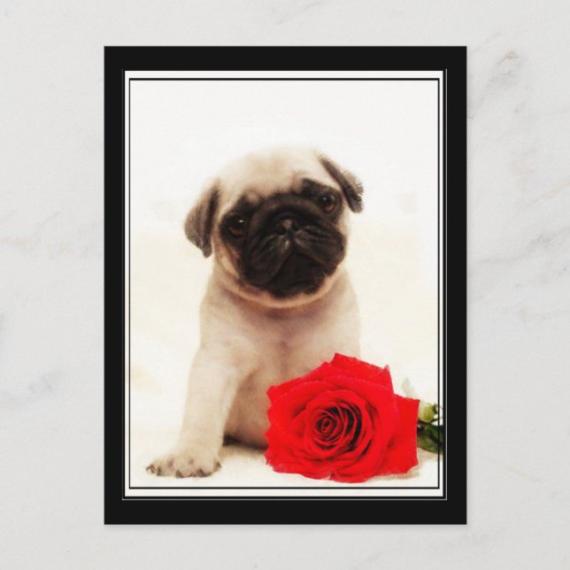 Pug puppy postcard (Front)
