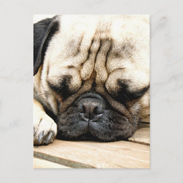 Pug puppy postcard (Front)