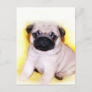 Pug Puppy postcard