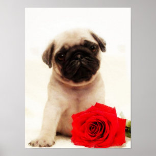 Pug puppy poster
