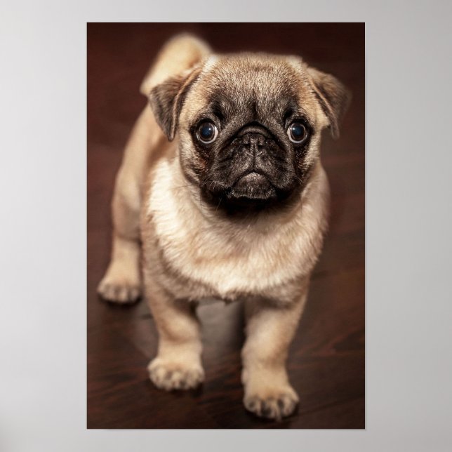 Pug Puppy Poster (Front)