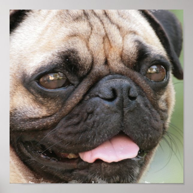 Pug Puppy Poster Print (Front)