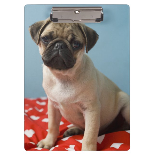 Pug puppy sitting on bed clipboard (Front)