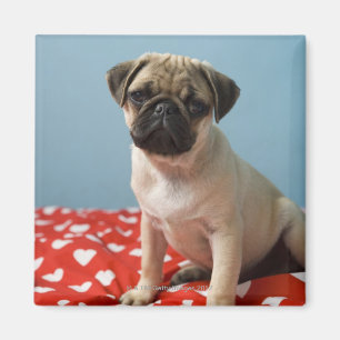 Pug puppy sitting on bed magnet