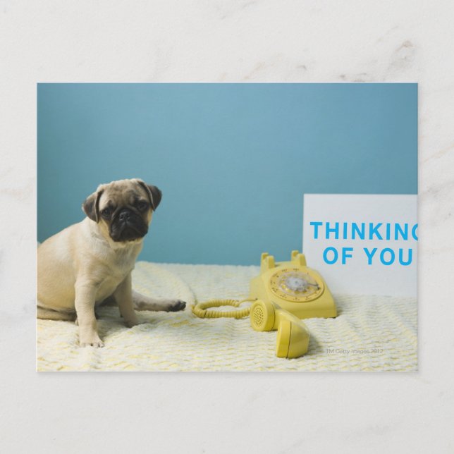 Pug puppy sitting on bed next to phone and postcard (Front)