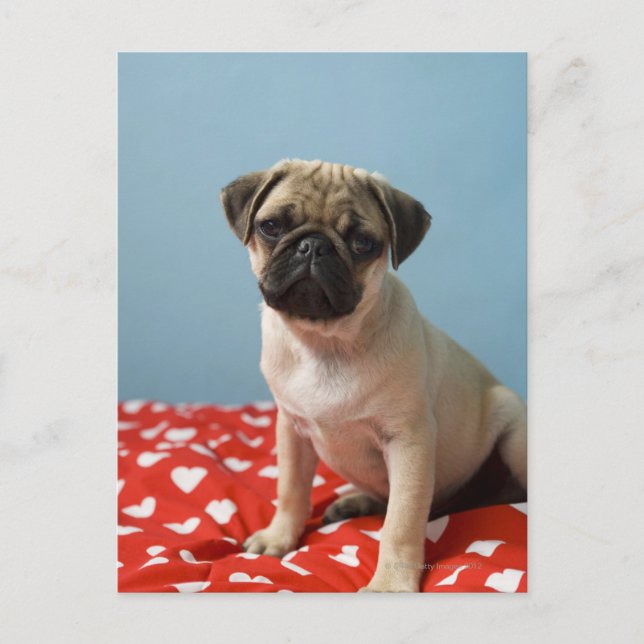 Pug puppy sitting on bed postcard (Front)