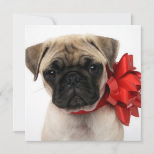 Pug Puppy Wrapped in a Christmas Bow Holiday Card