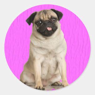Pug Queenie Classic Round Sticker
