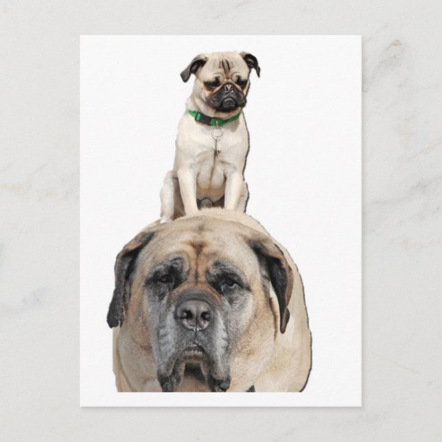 Pug Riding a Mastiff Postcards (Front)