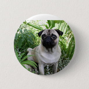 pug sitting 6 cm round badge