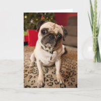 Pug sitting on carpet, Christmas tree