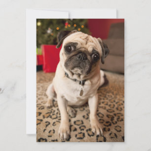 Pug sitting on carpet, Christmas tree Holiday Card