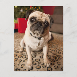 Pug sitting on carpet, Christmas tree Holiday Postcard