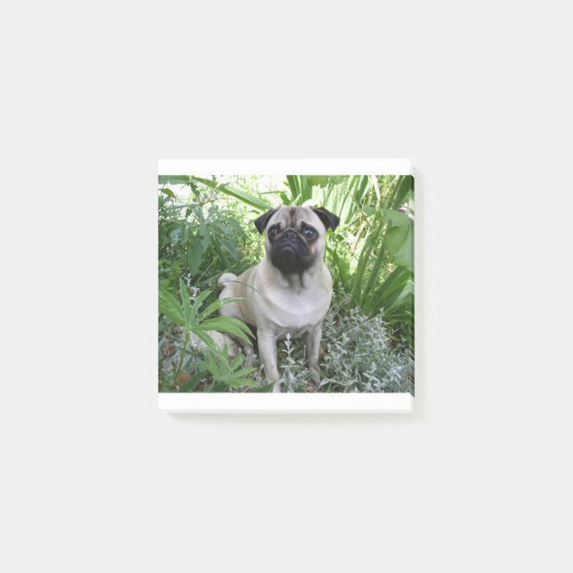 pug sitting post-it notes (Front)