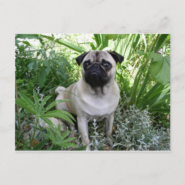 pug sitting postcard (Front)