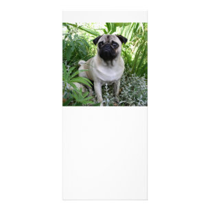 pug sitting rack card