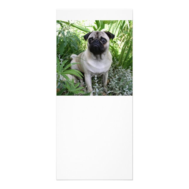 pug sitting rack card (Front)