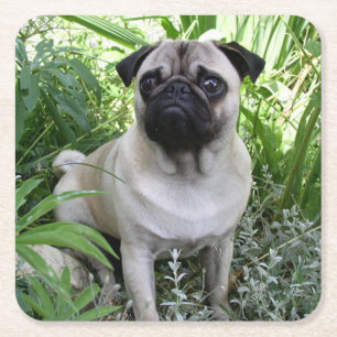 pug sitting square paper coaster