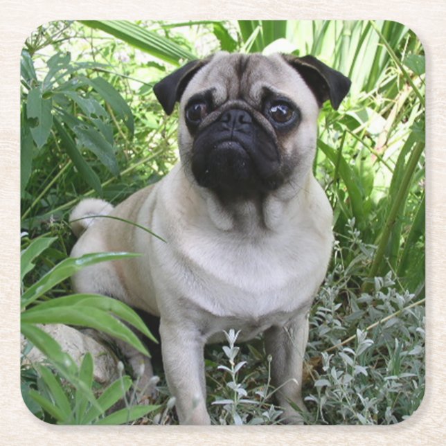 pug sitting square paper coaster (Front)