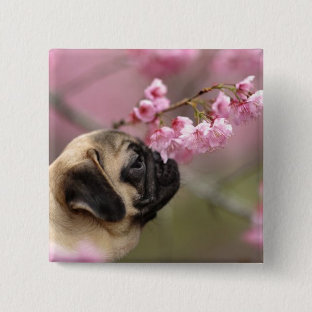 Pug Smelling Cherry Blossoms 15 Cm Square Badge (Front)