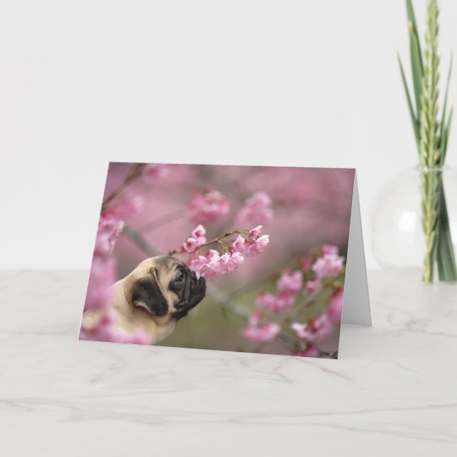 Pug Smelling Cherry Blossoms Card (Front)