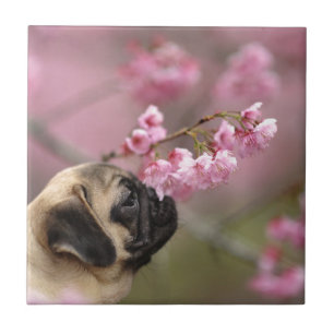 Pug Smelling Cherry Blossoms Ceramic Tile