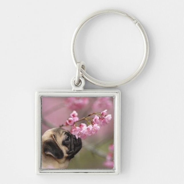 Pug Smelling Cherry Blossoms Key Ring (Front)