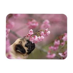 Pug Smelling Cherry Blossoms Magnet