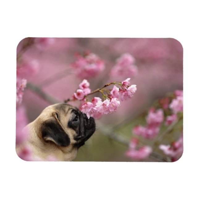 Pug Smelling Cherry Blossoms Magnet (Horizontal)