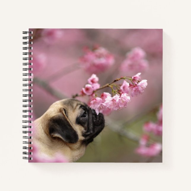 Pug Smelling Cherry Blossoms Notebook (Front)
