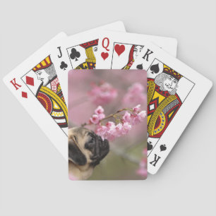 Pug Smelling Cherry Blossoms Playing Cards
