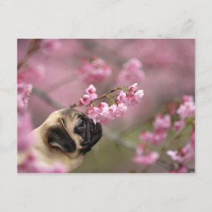Pug Smelling Cherry Blossoms Postcard