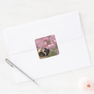 Pug Smelling Cherry Blossoms Square Sticker