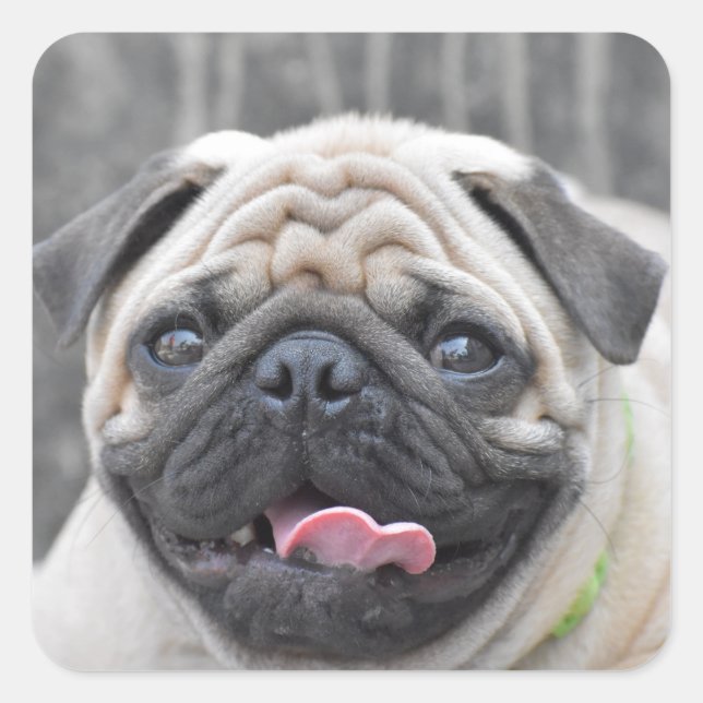 Pug Stickers (Front)