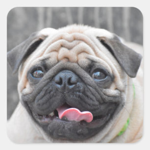 Pug Stickers