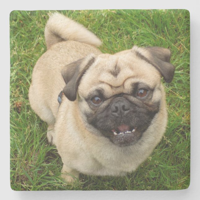 Pug Stone Coaster (Front)