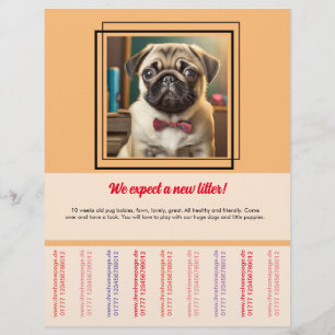 Pug to sell flyer