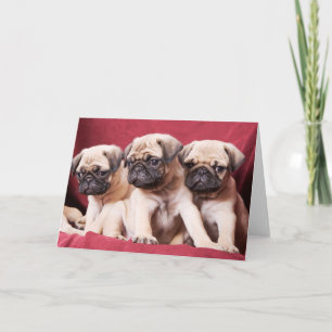 Pug Triplets Card