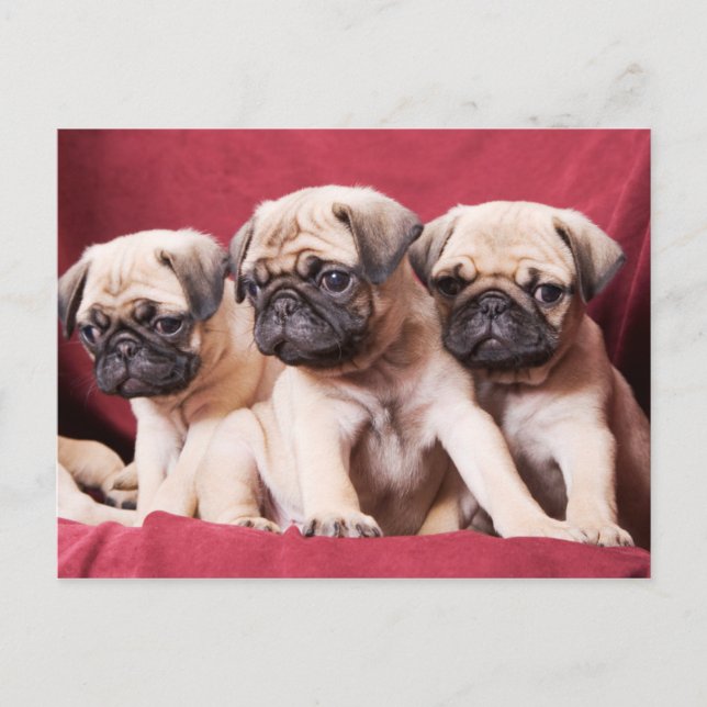 Pug Triplets Postcard (Front)